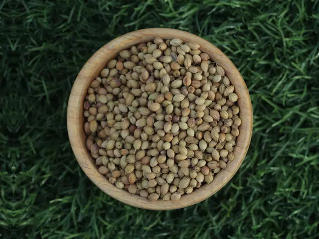 Green Parrot and brown Eagle coriander seeds from India