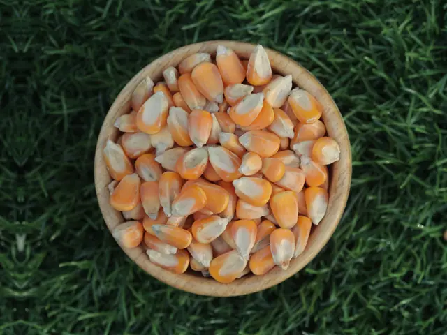 Feed-grade Indian yellow maize for animal feed