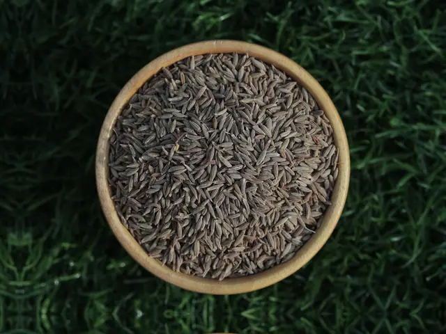 Singapore 99 quality cumin seeds (jeera) from Unjha, Gujarat