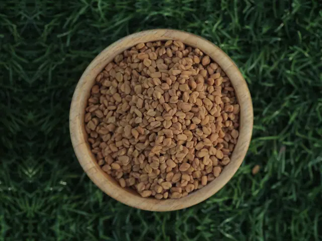 Golden fenugreek (methi) seeds 99% sortex from India