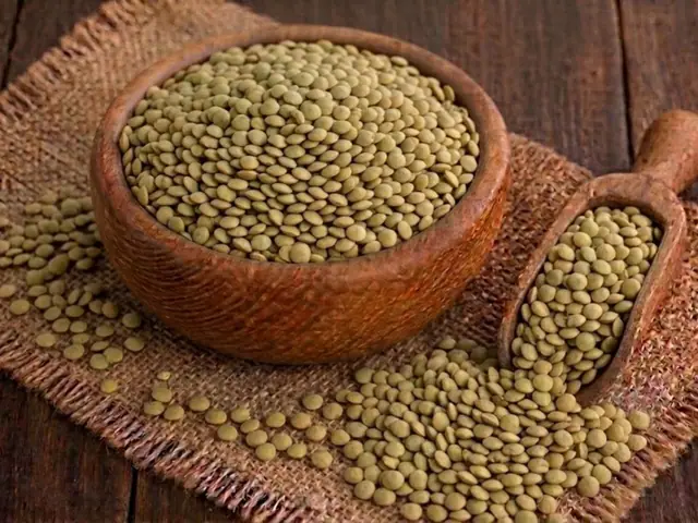 Large green lentils sortexed for bulk export