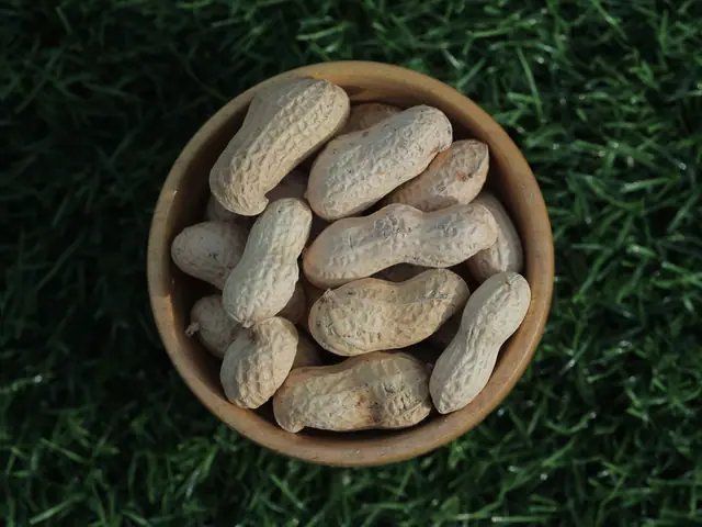 Raw in-shell peanuts (groundnut pods) from Gujarat, India