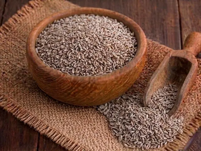 Whole psyllium (isabgol) seeds 99% purity from Gujarat