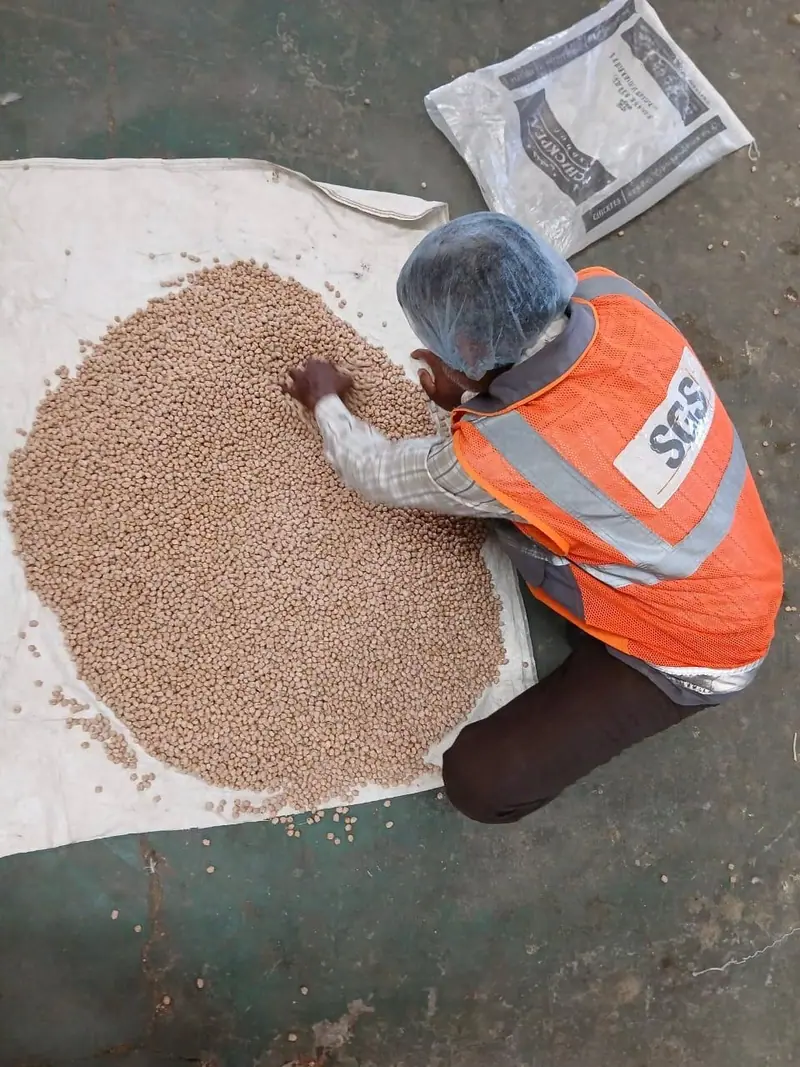 SGS surveyor inspecting a chickpea sample before shipment
