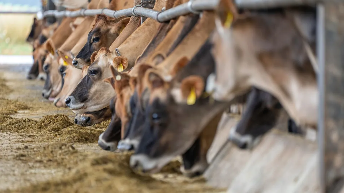 Dairy cows eating a feed ration where aflatoxin in cattle feed must be controlled
