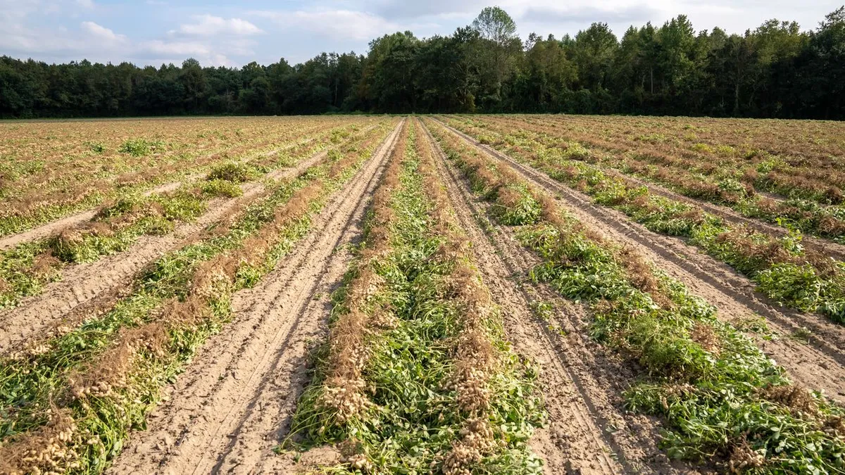 Peanut field where drought stress can lead to aflatoxin in peanuts