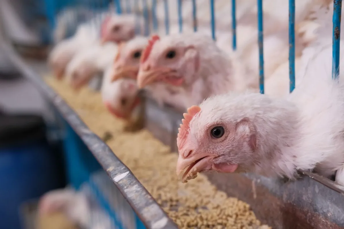 Broiler chickens eating poultry feed made with soymeal and DDGS