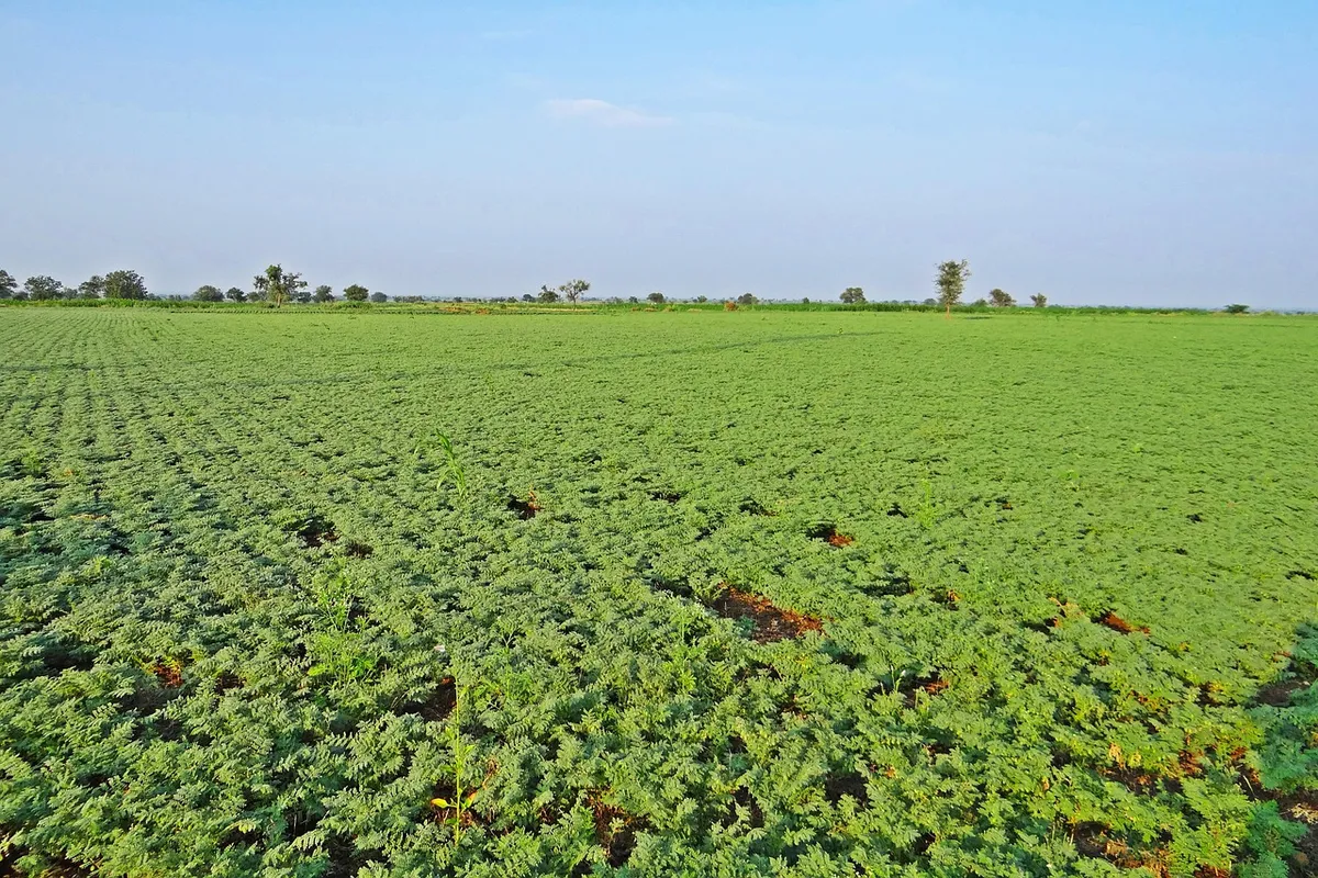 Chickpea field in India during the rabi growing season