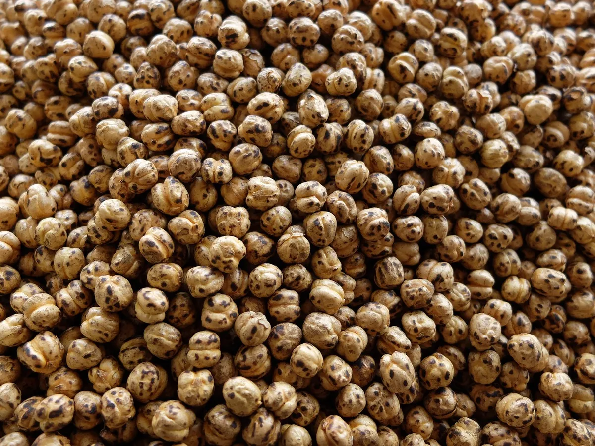 Desi chickpeas, the seed used to make chana dal