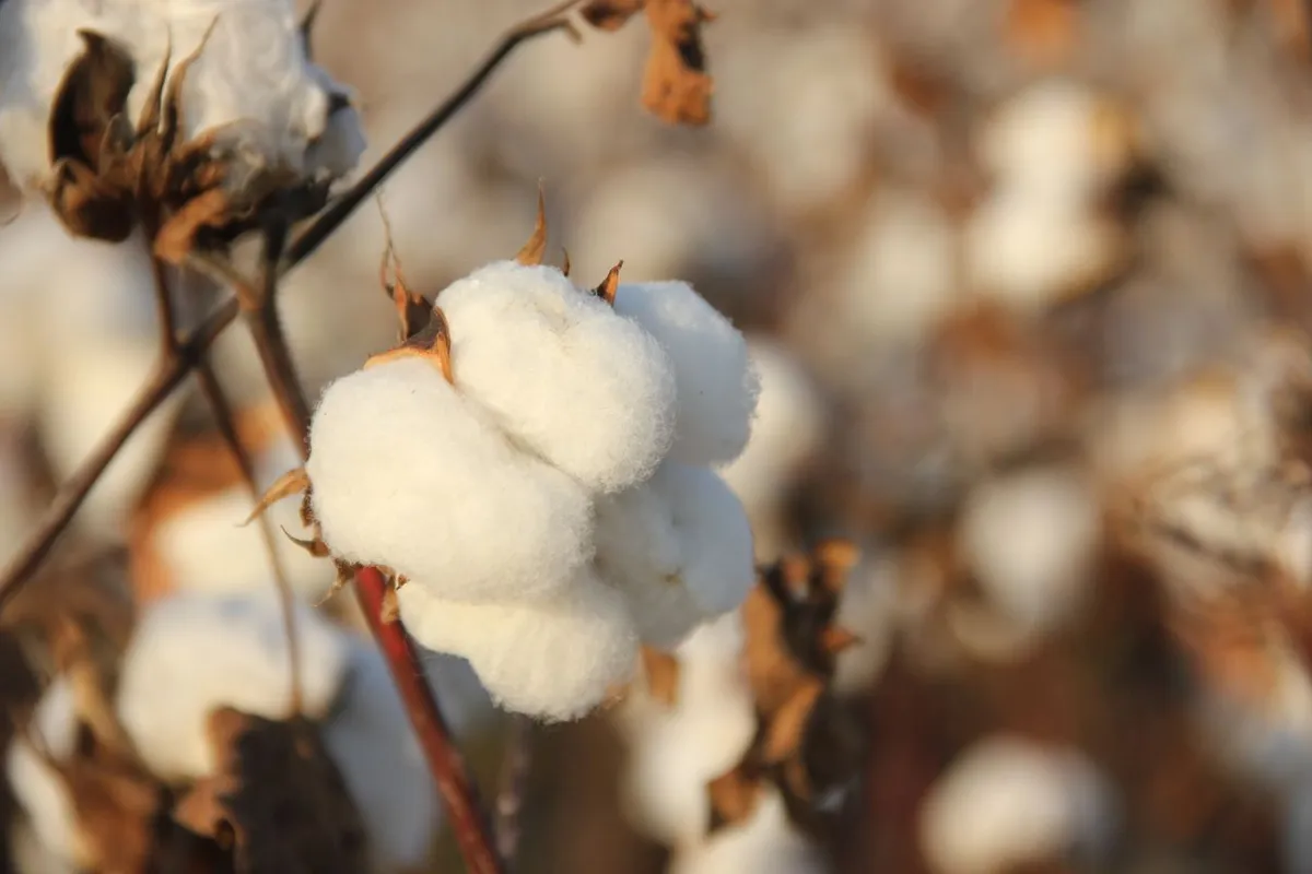 Open cotton boll in the field, the source of cotton seed oil cake
