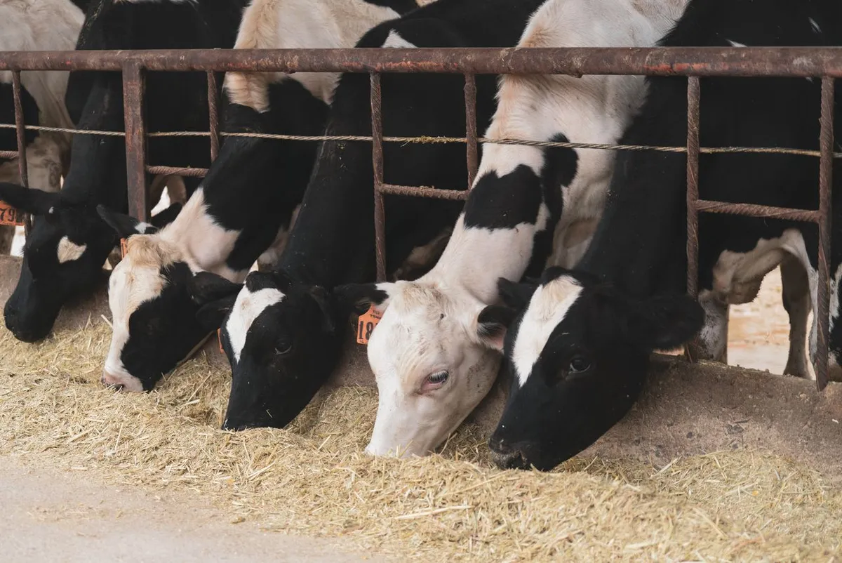 Dairy cows eating a mixed ration that can include cottonseed cake