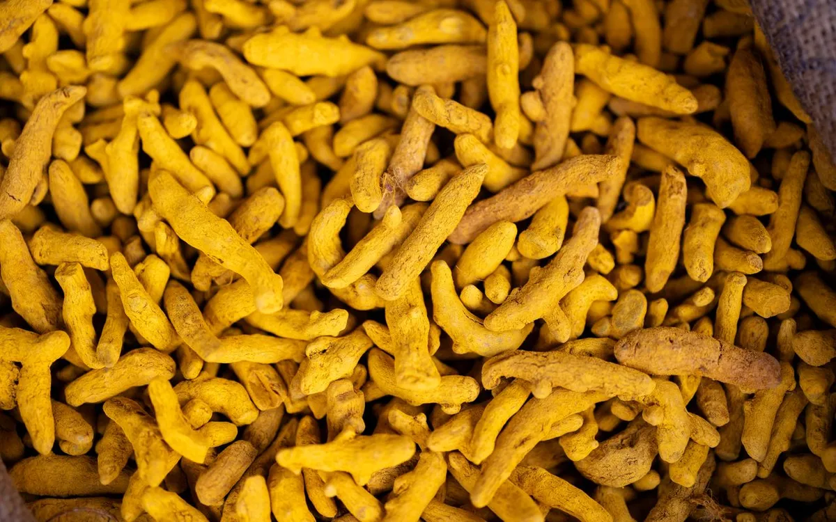 Dried turmeric fingers with high curcumin content