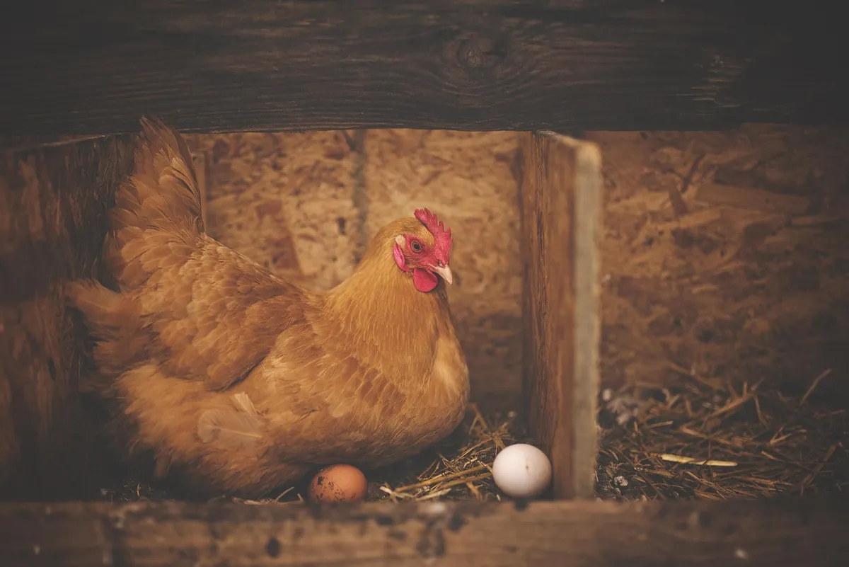 Laying hen fed a diet with DDGS in poultry feed