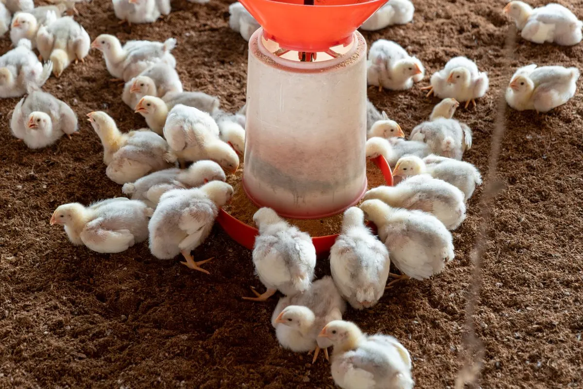 Broiler chickens at a feeder on feed that can include DDGS