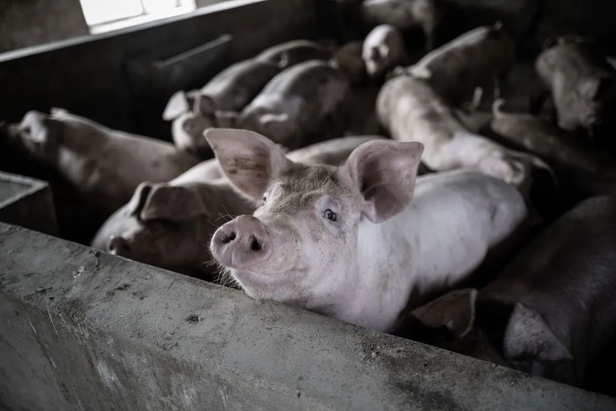 Pigs in a barn, a species where DDGS protein content and lysine matter