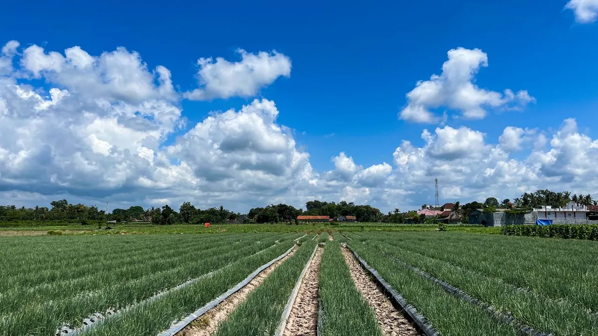 Onion fields that supply the dehydrated onion process