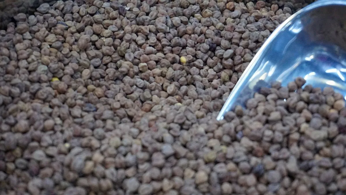 Dark desi chana or kala chana with a metal scoop