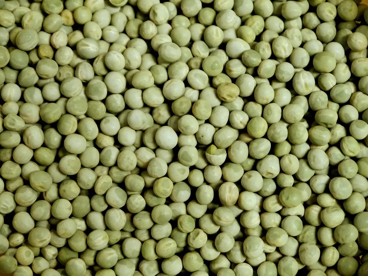 whole dried green peas used for snacks soups and pea protein