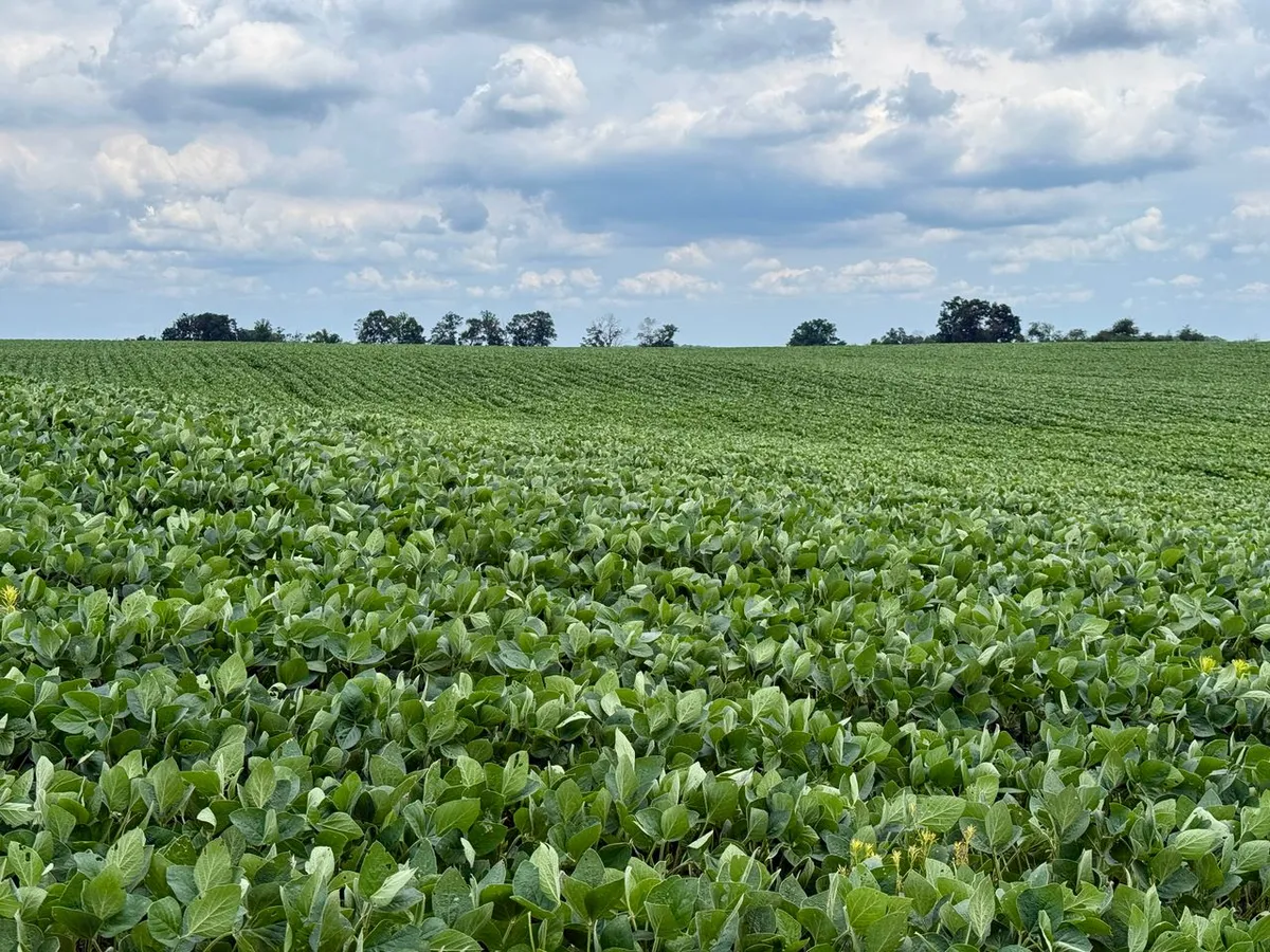 Soybean field under EUDR deforestation-free rules