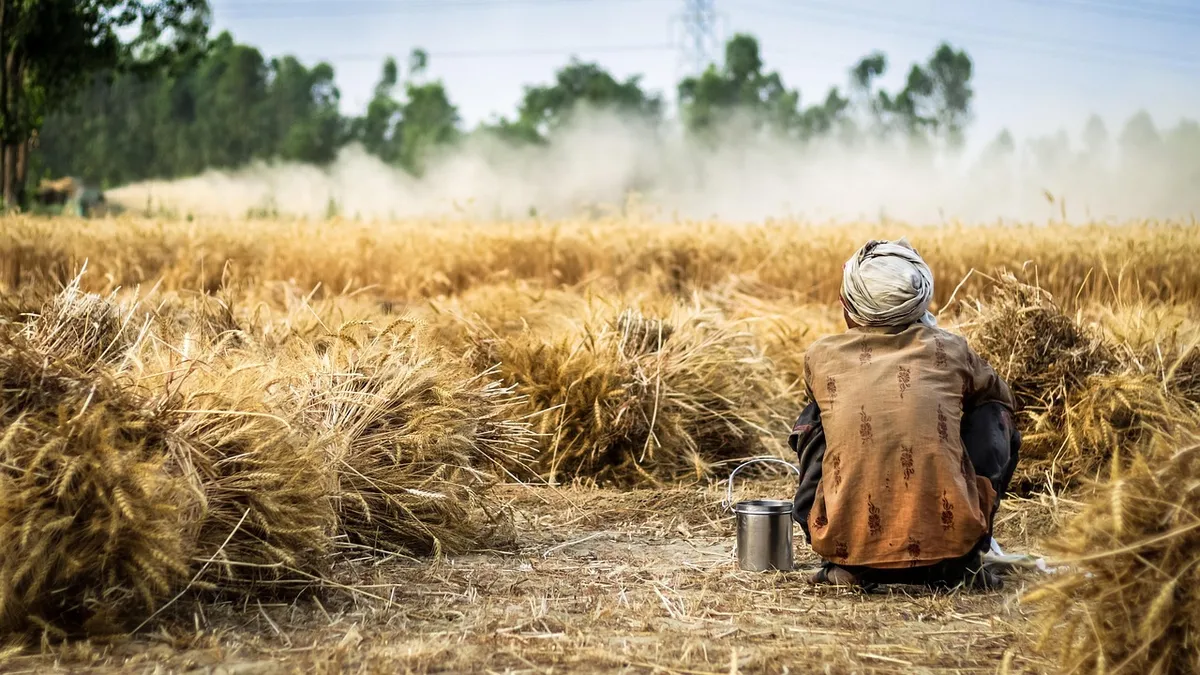 Harvested crop in an Indian field, the first step of food traceability