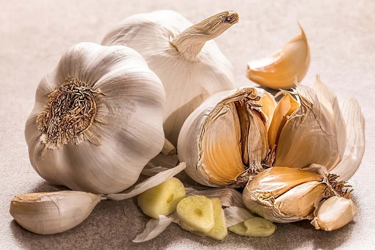 Fresh garlic bulbs and peeled cloves, the raw material for garlic powder