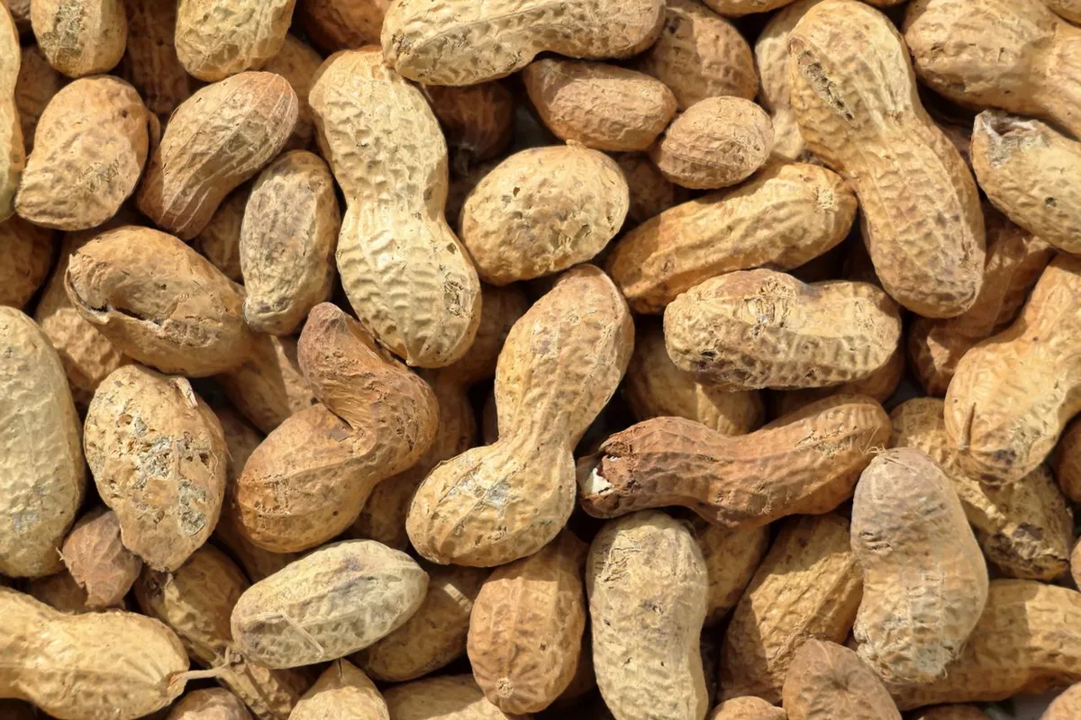 In-shell peanuts exported from India for roasting