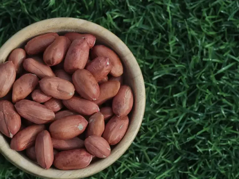 Bold groundnut kernels for export from India