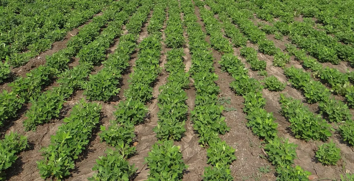 Groundnut field in India where peanut varieties are grown