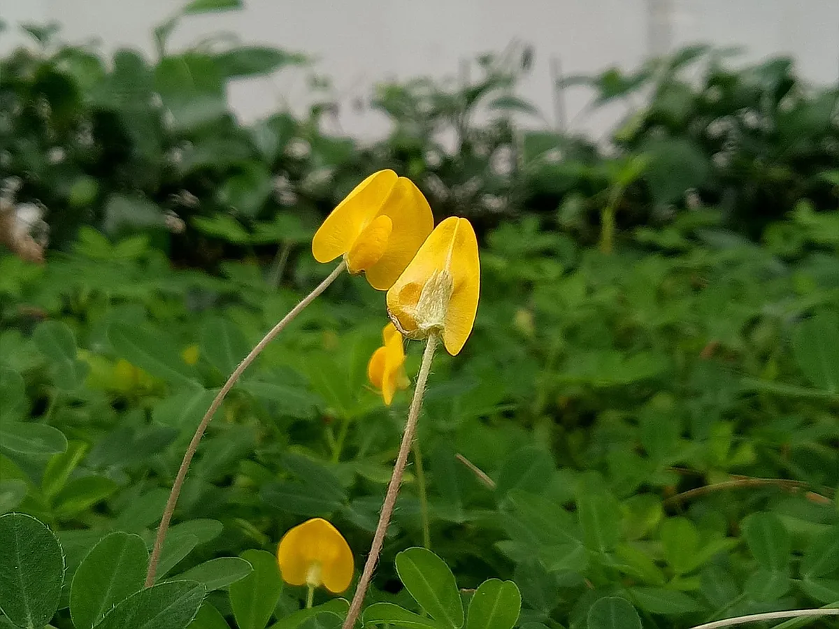 Yellow flower of a groundnut plant before pegging