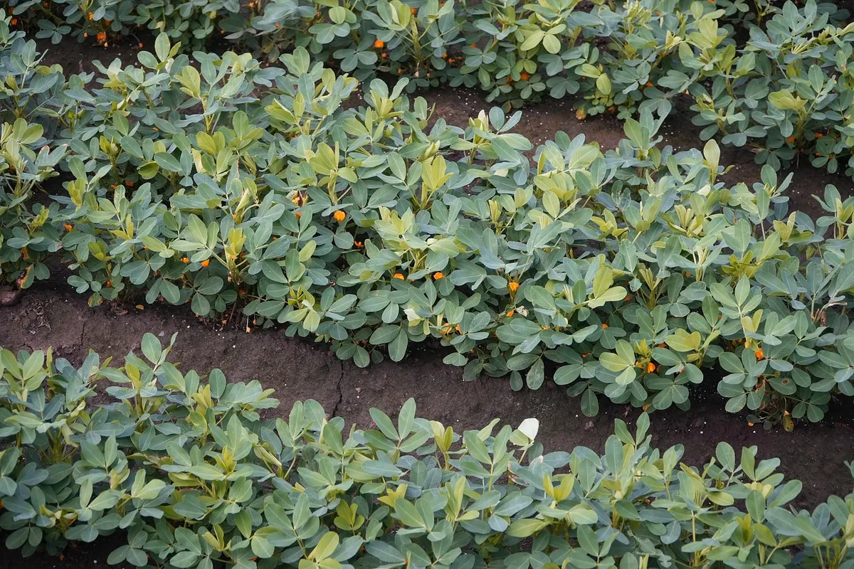 Rows of groundnut plants growing in a field