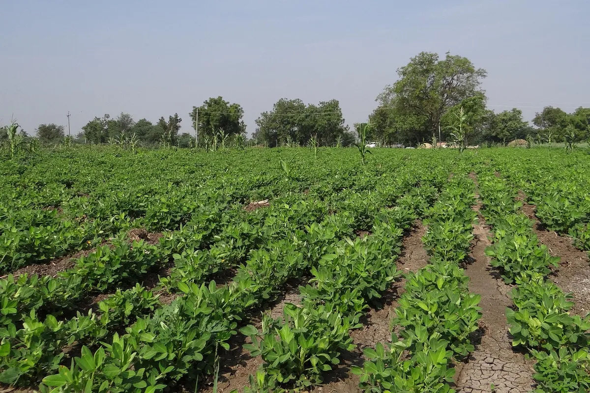 Groundnut plants growing in a field, the same crop as peanut
