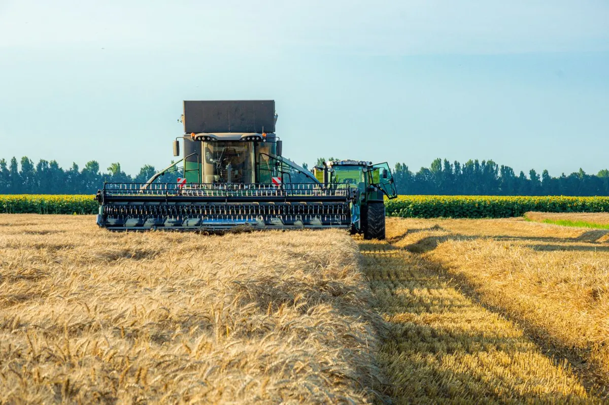 Combine harvester cutting wheat in the rabi harvest season