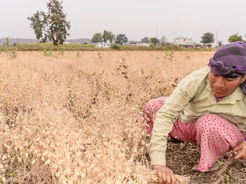 Chickpea harvest during the rabi harvest season in India