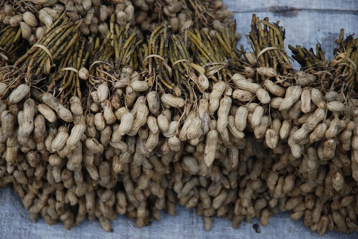 Harvested groundnut plants with pods drying after harvest