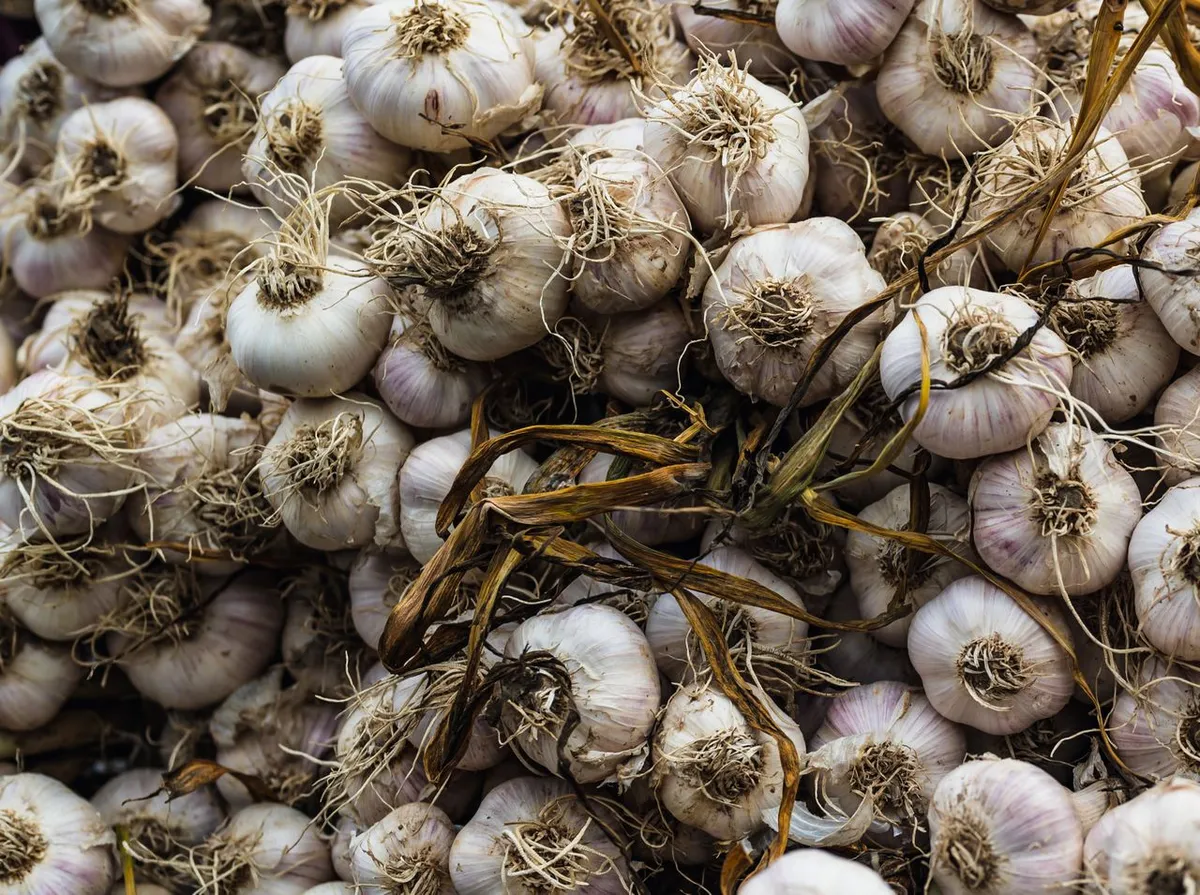 Harvested garlic bulbs selected to prepare garlic powder
