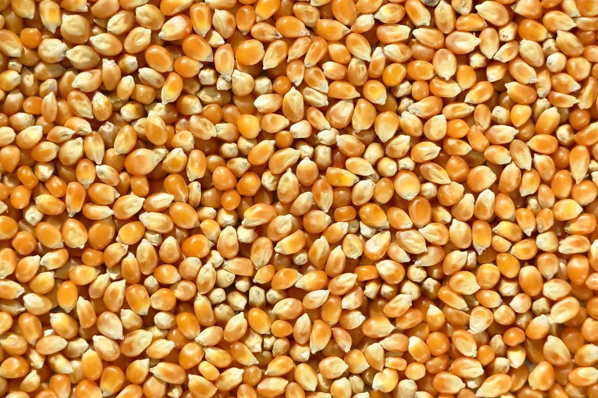 Yellow maize kernels before corn processing