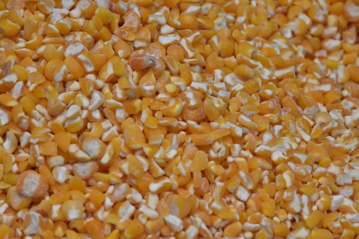 Dry-milled maize grits after corn processing