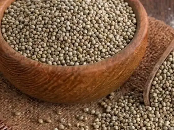 Millet grain from India for export