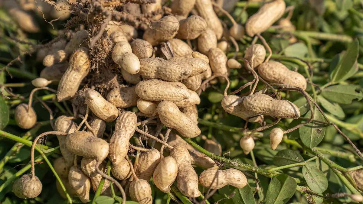 Peanut plants with pods lifted at harvest before peanut processing