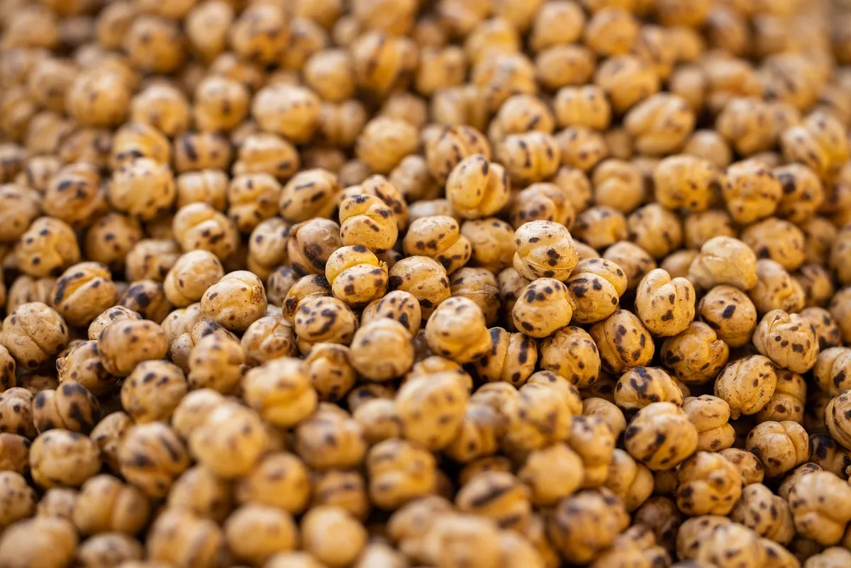 Sand-roasted chana with skin showing how roasted chana is made
