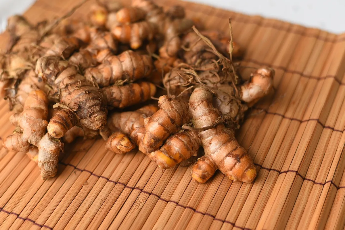 Fresh turmeric rhizomes harvested for processing into powder