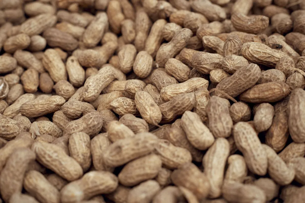 In-shell peanuts, also called groundnut pods