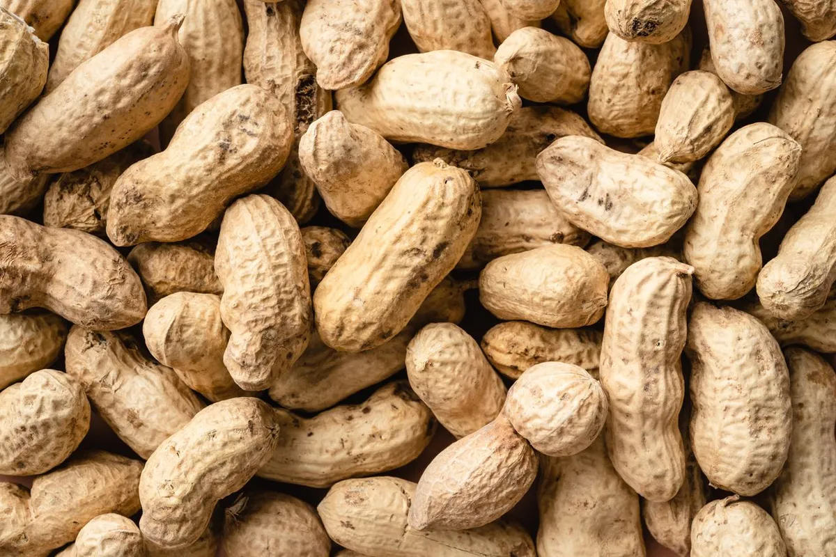 In-shell peanuts graded for snack and roasting use