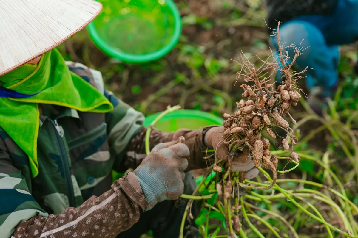 In-shell and shelled groundnuts prepared to meet peanuts EU import requirements