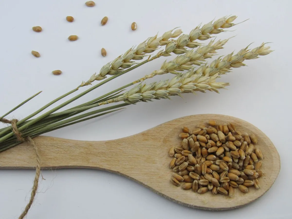 Wheat grains and ears showing Indian wheat varieties