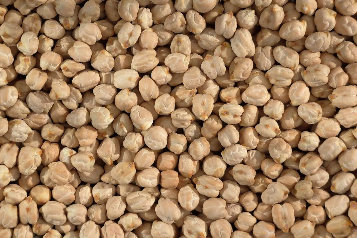 Bulk kabuli chickpeas checked for uniform size and quality