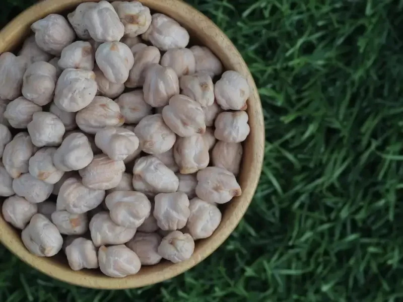 Kabuli chickpeas graded by size for export from India