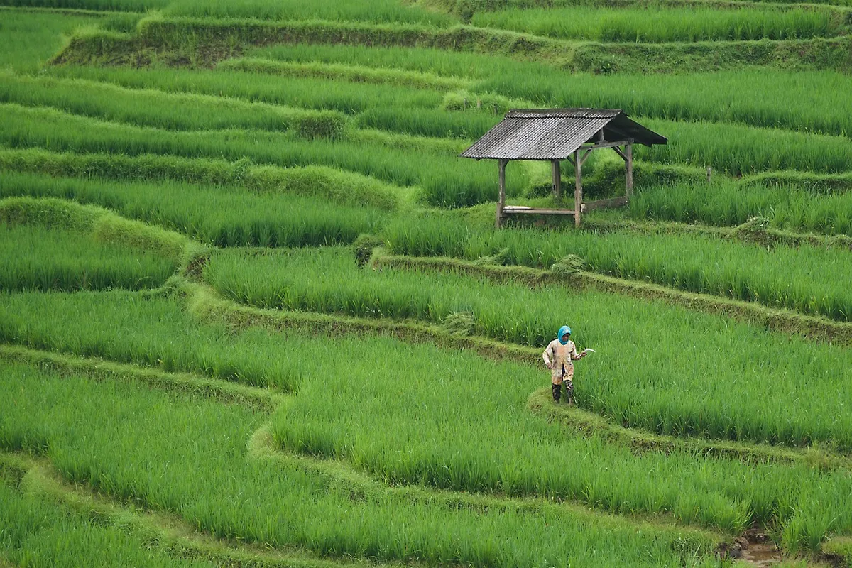 Green rice paddy fields, a typical kharif crop grown in the monsoon