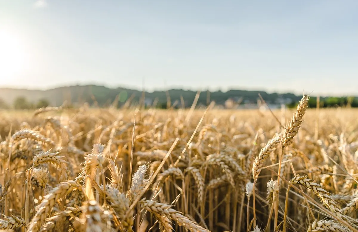 Ripe wheat field ready for harvest, a major rabi crop