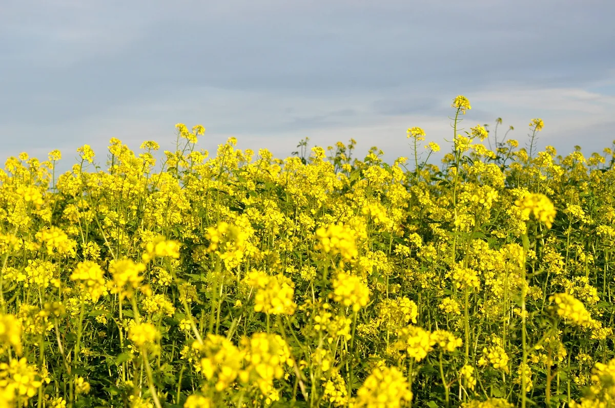 Yellow flowering mustard field, a common rabi oilseed crop